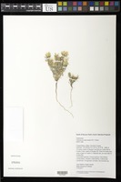 Chaenactis macrantha D.C. Eaton in C. King [family ASTERACEAE]