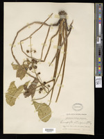 Limnophyton obtusifolium (L.) Miq. [family ALISMATACEAE]