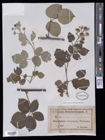 Rubus vestitus Weihe [family ROSACEAE]
