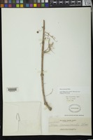 Isotype of Hoya crassicaulis Elmer ex Kloppenb. [family ASCLEPIADACEAE]