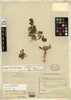 Isotype of Solanum acaule var. subexinterruptum Bitter, F.A.G. 1912 [family SOLANACEAE]
