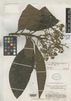 Isotype of Ocotea tomentella Sandwith, N.Y. 1935 [family LAURACEAE]
