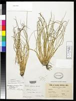 Holotype of Isoetes sinensis Palmer, T.C. 1927 [family ISOETACEAE]