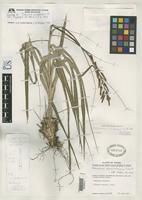 Isotype of Pitcairnia colimensis Smith, L.B. 1969 [family BROMELIACEAE]