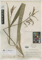 Holotype of Pitcairnia oaxacana Smith, L.B. 1937 [family BROMELIACEAE]