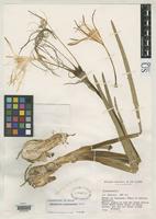 Holotype of Hymenocallis venezuelensis Traub, H.P. 1963 [family AMARYLLIDACEAE]