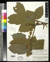 Isotype of Paullinia naiguatensis Steyermark, J.A. 1966 [family SAPINDACEAE]