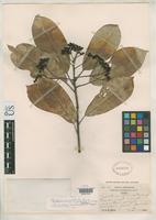 Isotype of Photinia serrulata var. aculeata Lawrence, G.H.M. 1949 [family ROSACEAE]