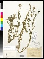 Isotype of Cardamine multijuga Franchet, A.R. 1886 [family BRASSICACEAE]