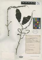 Isotype of Coccoloba filipes Standley, P.C. 1934 [family POLYGONACEAE]
