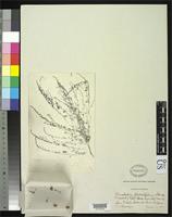 Isotype of Chenopodium flabellifolium Standley, P.C. 1916 [family CHENOPODIACEAE]