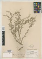 Holotype of Atriplex pueblensis Standley, P.C. 1916 [family CHENOPODIACEAE]