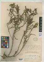 Holotype of Salicornia pacifica Standley, P.C. 1916 [family CHENOPODIACEAE]