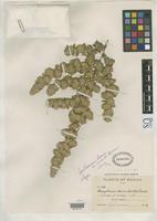 Isotype of Guilleminea densa var. humilis Mears, J.A. 1967 [family AMARANTHACEAE]