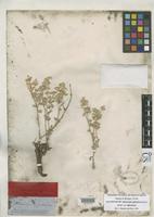 Isosyntype of Alternanthera suffruticosa Torrey, J. 1859 [family AMARANTHACEAE]