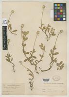 Isotype of Gomphrena nealleyi Coulter, J.M. & Fisher, E.M. 1892 [family AMARANTHACEAE]