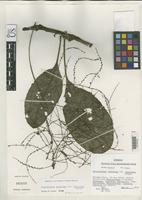 Isotype of Charpentiera tomentosa Sohmer, S.H. 1972 [family AMARANTHACEAE]