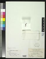 Filed as Amaranthus furcatus Howell, J.T. 1933 [family AMARANTHACEAE]