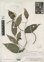 Isotype of Piper prietoi Yuncker, T.G. 1955 [family PIPERACEAE]