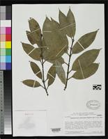 Isotype of Thysanostemon pakaraimae Maguire, B. 1964 [family CLUSIACEAE]