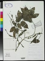 Isotype of Homalium dewitii Kostermans, A.J.G.H. 1980 [family FLACOURTIACEAE]