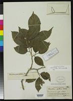Holotype of Homalium pittieri Blake, S.F. 1919 [family FLACOURTIACEAE]