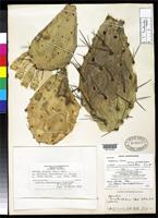 Holotype of Opuntia anahuacensis Griffiths, D. 1916 [family CACTACEAE]