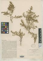 Isotype of Glaux acutifolia Heller, A.A. 1906 [family PRIMULACEAE]