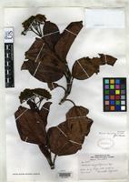 Holotype of Miconia dissimulans Wurdack, J.J. 1967 [family MELASTOMATACEAE]