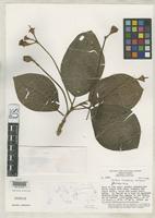Holotype of Huilaea kirkbridei Wurdack, J.J. 1976 [family MELASTOMATACEAE]