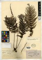 Filed as Trichomanes apiifolium Presl, K.B. 1843 [family HYMENOPHYLLACEAE]