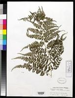 Isotype of Monachosorum arakii Tagawa, M. 1935 [family DENNSTAEDTIACEAE]