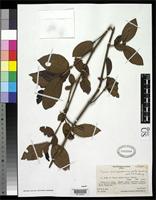Isotype of Ixora brevipedunculata Fosberg, F.R. 1937 [family RUBIACEAE]