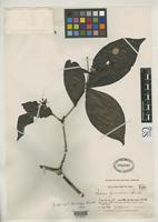 Holotype of Ixora killipii Standley, P.C. 1930 [family RUBIACEAE]