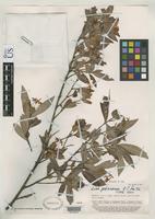 Isotype of Ixora pedionoma Smith, A.C. 1953 [family RUBIACEAE]