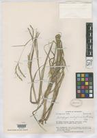 Holotype of Andropogon scabriglumis Swallen, J.R. 1955 [family POACEAE]
