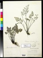 Holotype of Notholaena limitanea Maxon, W.R. 1919 [family ADIANTACEAE]