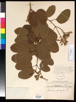 Isoneotype of Bauhinia purpurea de Wit, H. C. D. 1956de Wit, H. C. D. 1956 [family FABACEAE]