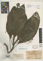Isotype of Charpentiera australis Sohmer, S.H. 1972 [family AMARANTHACEAE]
