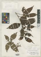 Isotype of Rondeletia ovata Rusby, H.H. 1920 [family RUBIACEAE]
