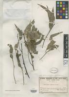 Isotype of Eucalyptus rummeryi Maiden, J.H. 1923 [family MYRTACEAE]