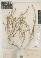 Isotype of Corispermum filifolium Meyer, C.A. 1858 [family CHENOPODIACEAE]