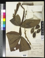 Isotype of Paullinia bracteosa Radlkofer, L. A. 1905 [family SAPINDACEAE]