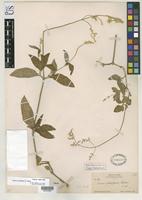 Isosyntype of Iresine schaffneri Watson, S. 1886 [family AMARANTHACEAE]