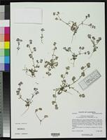 Isotype of Chorizanthe pungens var. hartwegiana Reveal, J.L. & Hardham, C.B. 1989 [family POLYGONACEAE]