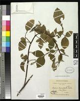 Syntype of Serjania lamprophylla Radlkofer, L.A.T. 1875 [family SAPINDACEAE]