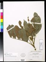 Isotype of Cupania bangii Barkley, F.A. 1957 [family SAPINDACEAE]