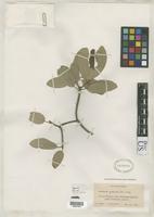 Isotype of Guettarda crenulata Urban, I. & Ekman, E.L. 1927 [family RUBIACEAE]