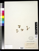 Saxifraga rivularis L. [family SAXIFRAGACEAE]