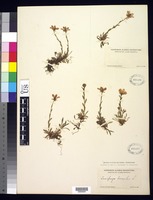 Saxifraga hirculus L. [family SAXIFRAGACEAE]